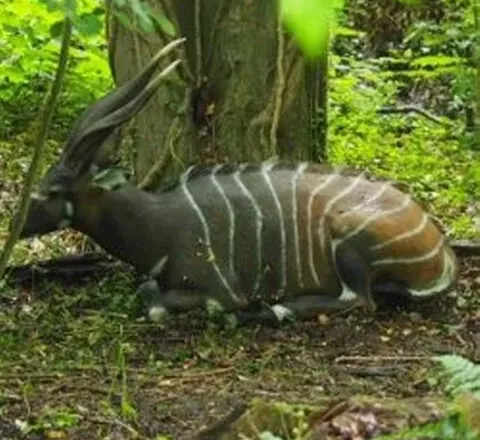 gazelle-small.webp