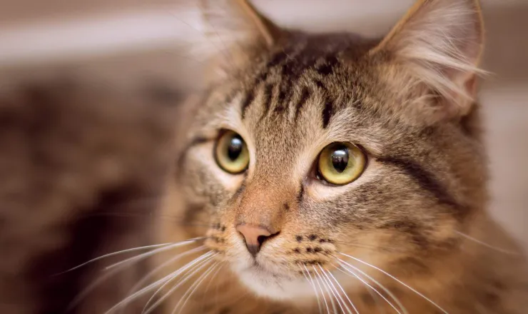 comprendre-le-langage-des-chats.jpg