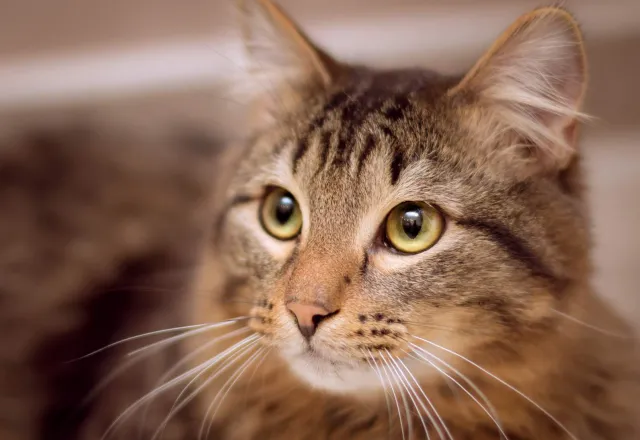 comprendre-le-langage-des-chats.jpg