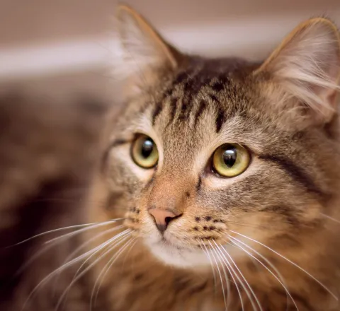 comprendre-le-langage-des-chats.jpg