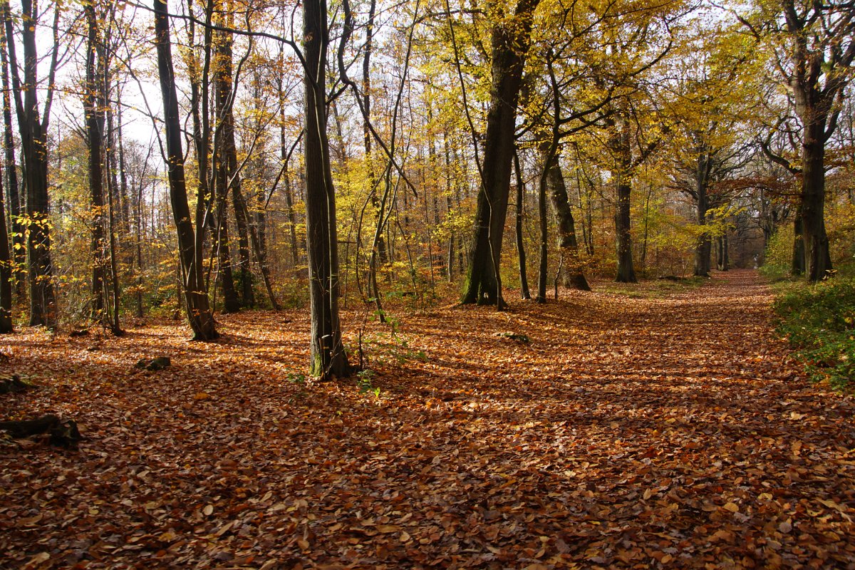 2015-11-08-la-foret-de-meudon-0035.jpg